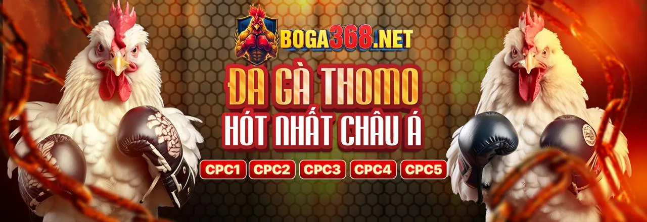 Đá gà trực tuyến k8vina app 2026 với không khí sôi động và các trận đấu kịch tính